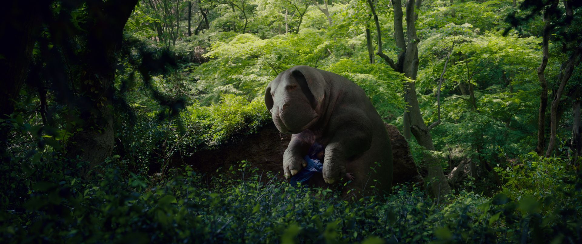 VIDA FILMS AUG 2017 Okja 3